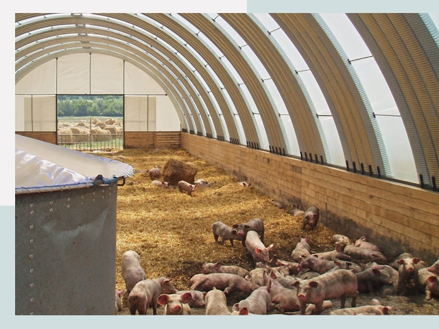 Строительство свинарников в Кушве